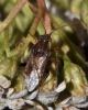 Stictopleurus sp.