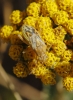 Stictopleurus sp.