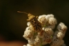 Stictopleurus sp.