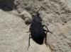 Aellopus atratus