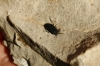 Aellopus atratus