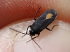Aphanus rolandri