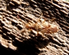 Belonochilus numenius
