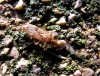 Belonochilus numenius