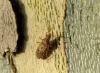 Belonochilus numenius