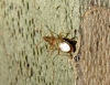 Belonochilus numenius