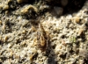 Belonochilus numenius
