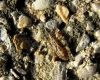 Belonochilus numenius