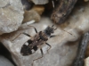 Beosus maritimus