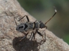 Beosus maritimus