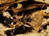 Beosus maritimus