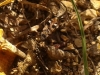 Beosus maritimus