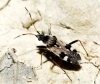 Beosus maritimus