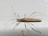 Berytinus sp.