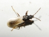 Brachyplax tenuis