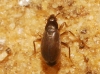 Ceratocombus coleoptratus ? 1/2