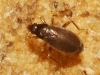 Ceratocombus coleoptratus ? 2/2