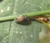 Cymus melanocephalus