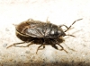 Drymus sp.