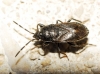 Drymus sp.