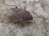 Emblethis sp.