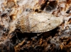 Emblethis sp.