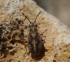Emblethis sp.