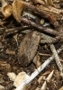 Emblethis sp.
