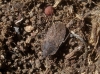 Emblethis sp.