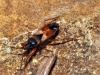 Eremocoris abietis