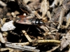 Eremocoris sp. Eremocoris sp.