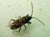 Eremocoris sp.