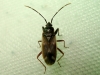 Eremocoris sp.