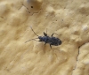 Eremocoris cf. fenestratus
