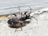 Eremocoris fenestratus
