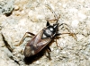 Eremocoris sp. Eremocoris sp.