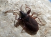 Gastrodes grossipes