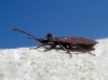 Gastrodes grossipes