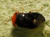 Geocoris erythrocephalus Geocoris erythrocephalus