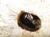 Geocoris erythrocephalus