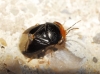 Geocoris erythrocephalus
