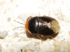 Geocoris erythrocephalus