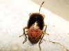 Geocoris erythrocephalus