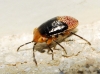 Geocoris erythrocephalus