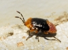 Geocoris erythrocephalus