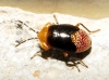 Geocoris erythrocephalus