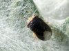 Geocoris erythrocephalus