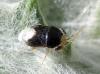Geocoris erythrocephalus