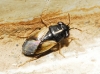Geocoris lineola
