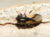 Geocoris lineola